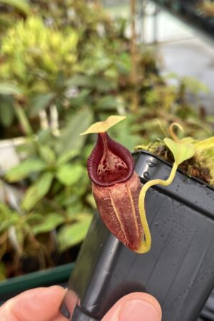 Close Up of Nepenthes ovata | Borneo Exotics | BE-3919 | 20542
