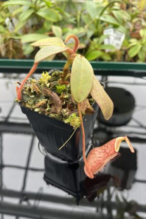 Close Up of Nepenthes peltata | Borneo Exotics | BE-4025 | 20364