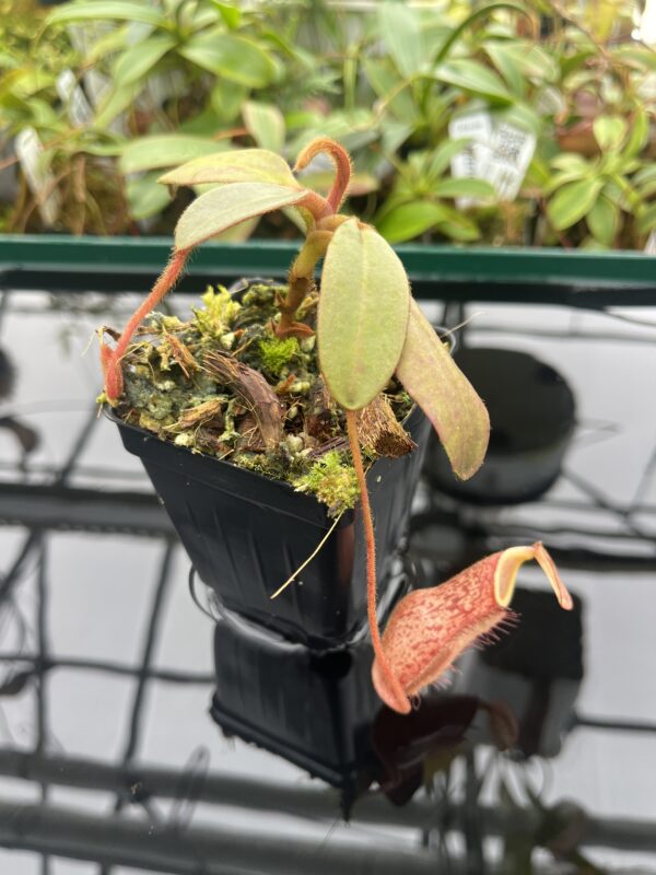 Close Up of Nepenthes peltata | Borneo Exotics | BE-4025 | 20364