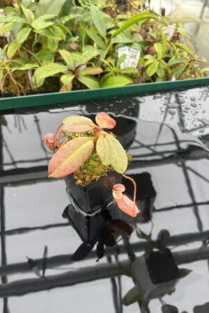 Close Up of Nepenthes peltata | Borneo Exotics | BE-4025 | 20492