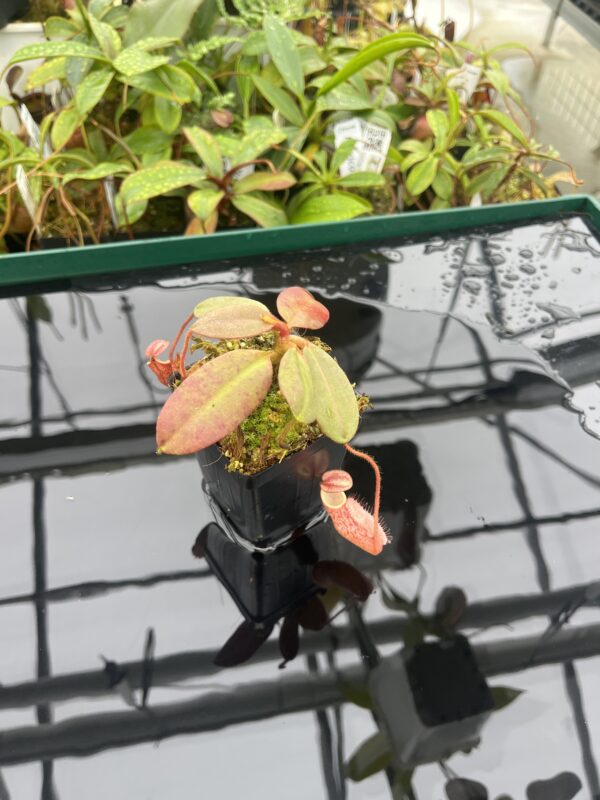 Close Up of Nepenthes peltata | Borneo Exotics | BE-4025 | 20492