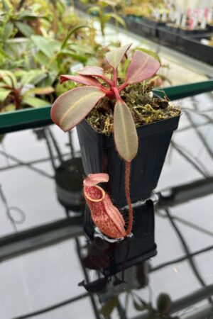 Close Up of Nepenthes peltata (Mt. Hamiguitan) | Clone: U7 | Andreas Wistuba | AW-N_pelt.1 | 20374