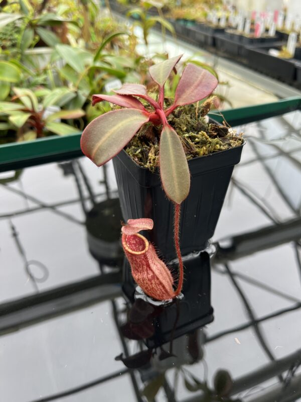 Close Up of Nepenthes peltata (Mt. Hamiguitan) | Clone: U7 | Andreas Wistuba | AW-N_pelt.1 | 20374