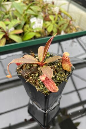 Close Up of Nepenthes peltata x aristolochioides | Borneo Exotics | BE-4633 | 20361