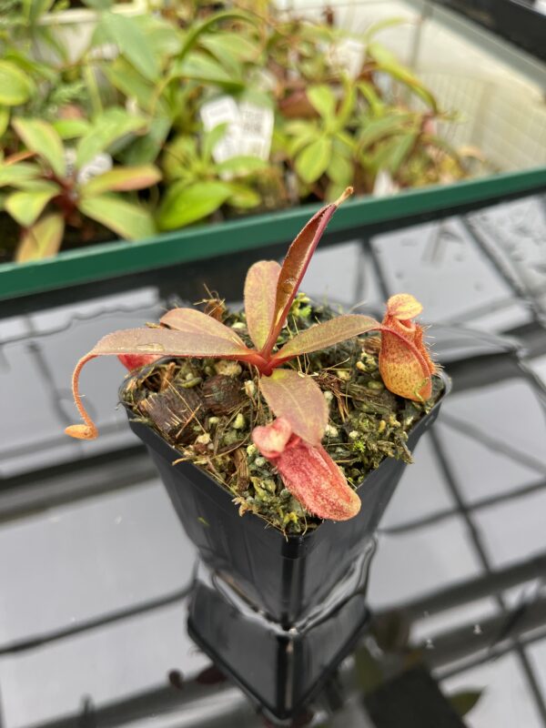 Close Up of Nepenthes peltata x aristolochioides | Borneo Exotics | BE-4633 | 20361