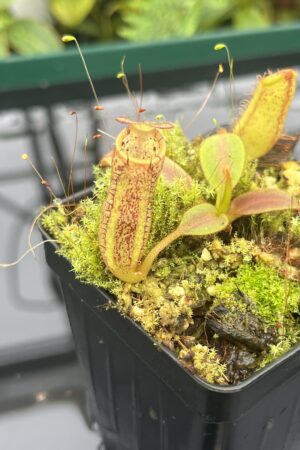 Close Up of Nepenthes platychila x dactylifera | Borneo Exotics | BE-3847 | 20667