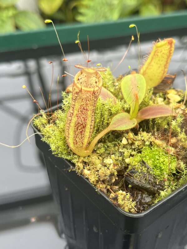 Close Up of Nepenthes platychila x dactylifera | Borneo Exotics | BE-3847 | 20667