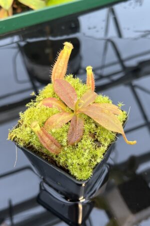Close Up of Nepenthes platychila x palawanensis | PT | Florae Collaborative | FC-347.08 | 20438