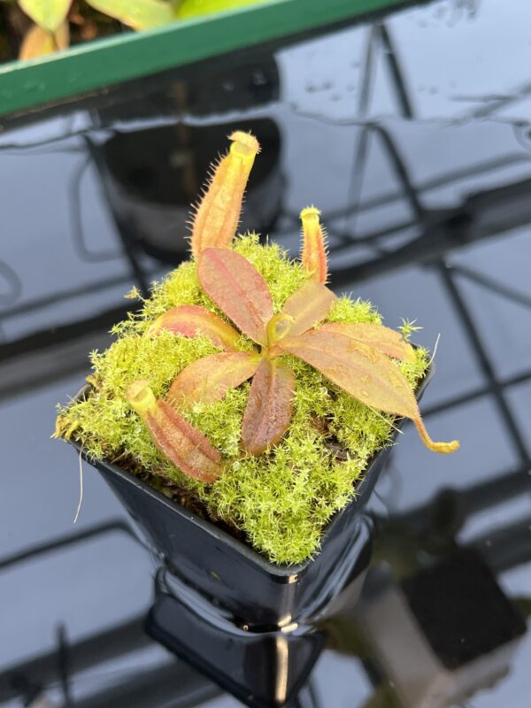 Close Up of Nepenthes platychila x palawanensis | PT | Florae Collaborative | FC-347.08 | 20438