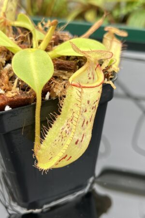 Close Up of Nepenthes platychila x robcantleyi | Borneo Exotics | BE-3946 | 20654
