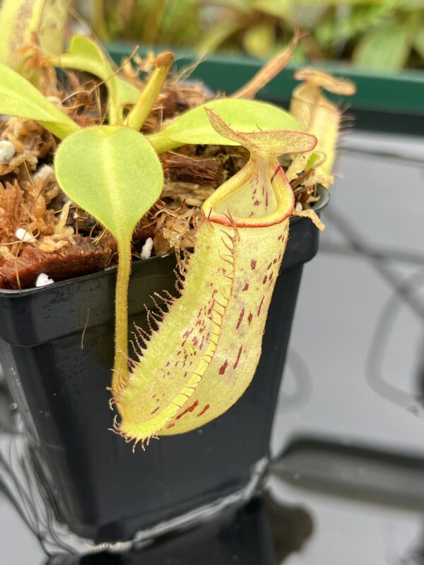 Close Up of Nepenthes platychila x robcantleyi | Borneo Exotics | BE-3946 | 20654