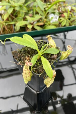 Close Up of Nepenthes rafflesiana | Borneo Exotics | BE-4519 | 20473