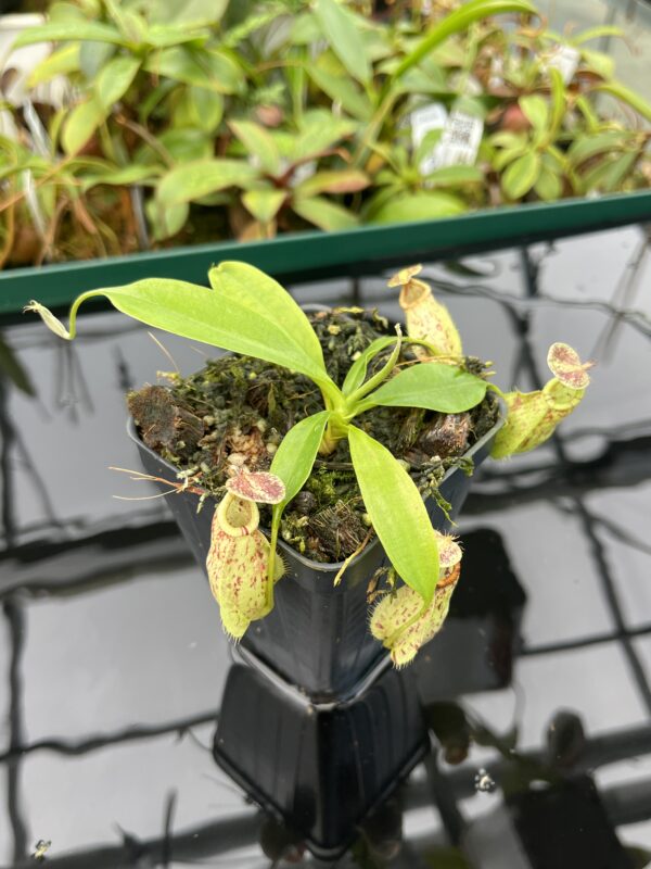 Close Up of Nepenthes rafflesiana | Borneo Exotics | BE-4519 | 20473
