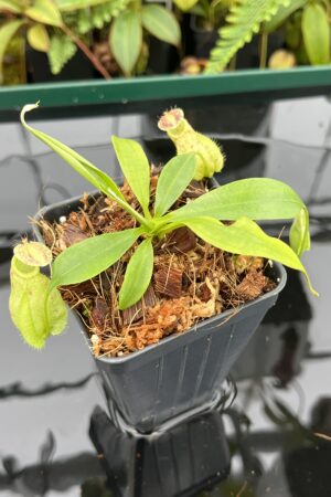Close Up of Nepenthes rafflesiana | Borneo Exotics | BE-4519 | 20603