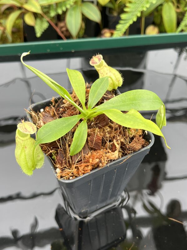Close Up of Nepenthes rafflesiana | Borneo Exotics | BE-4519 | 20603