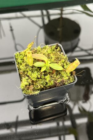 Close Up of Nepenthes rajah {mix of clones, Mt. Tambuyukon, Borneo, 2500m} | Best Carnivorous Plants | BCP-2006 | 20557