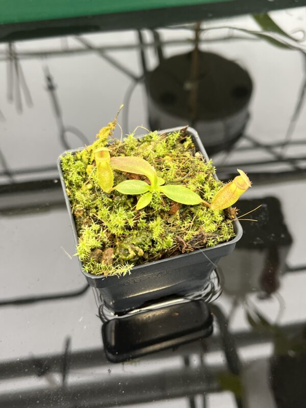 Close Up of Nepenthes rajah {mix of clones, Mt. Tambuyukon, Borneo, 2500m} | Best Carnivorous Plants | BCP-2006 | 20557