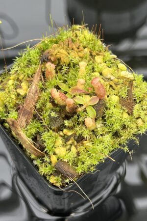 Close Up of Nepenthes rajah {mix of clones, Mt. Tambuyukon, Borneo, 2500m} | Best Carnivorous Plants | BCP-2006 | 20694