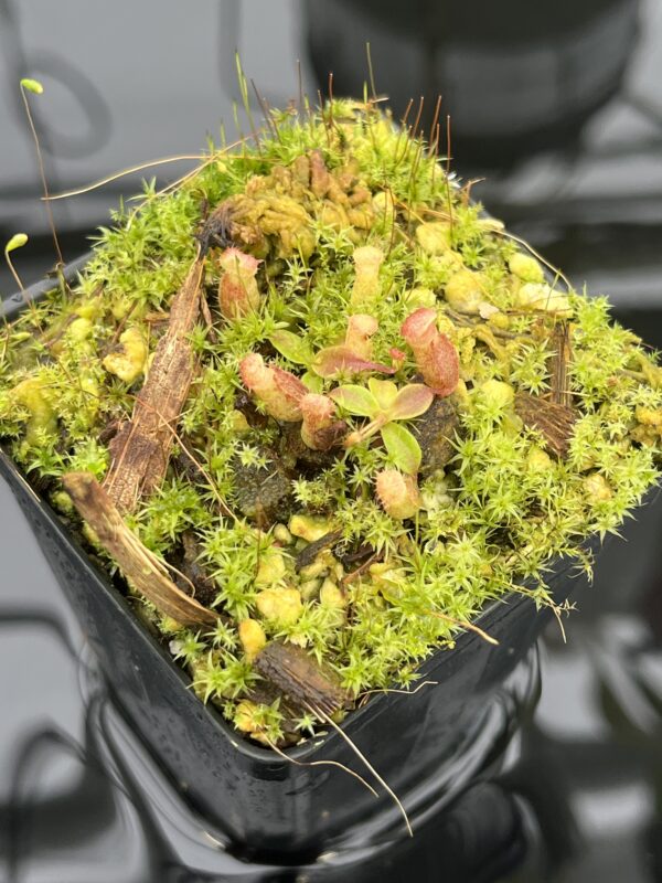 Close Up of Nepenthes rajah {mix of clones, Mt. Tambuyukon, Borneo, 2500m} | Best Carnivorous Plants | BCP-2006 | 20694