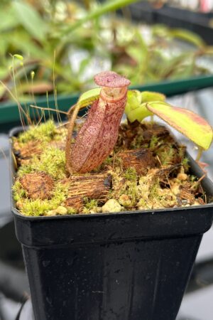 Close Up of Nepenthes rajah x burbidgeae | Borneo Exotics | BE-4612 | 20593