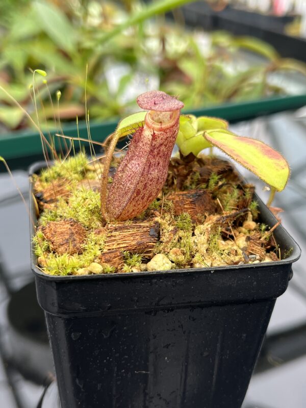 Close Up of Nepenthes rajah x burbidgeae | Borneo Exotics | BE-4612 | 20593