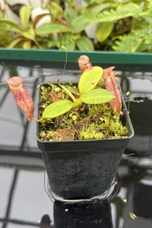Close Up of Nepenthes rajah x burbidgeae | Borneo Exotics | BE-4612 | 20663