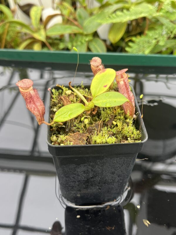 Close Up of Nepenthes rajah x burbidgeae | Borneo Exotics | BE-4612 | 20663