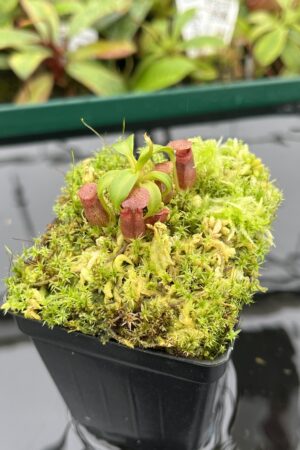 Close Up of Nepenthes rajah x edwardsiana | JH | Florae | Clone 2 | Florae Collaborative | FC-96.02 | 20410
