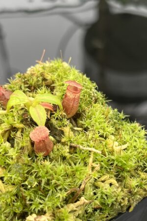 Close Up of Nepenthes rajah x edwardsiana | JH | Florae | Clone 2 | Florae Collaborative | FC-96.02 | 20713