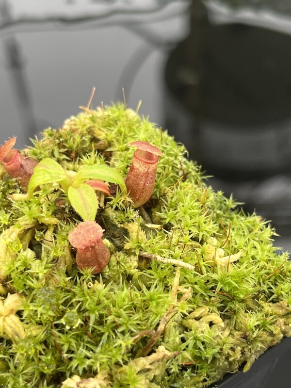 Close Up of Nepenthes rajah x edwardsiana | JH | Florae | Clone 2 | Florae Collaborative | FC-96.02 | 20713