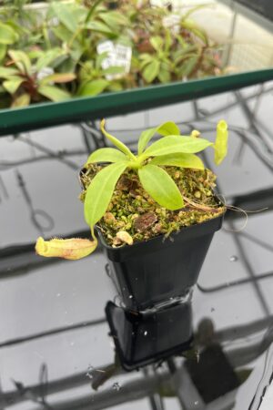 Close Up of Nepenthes rajah x eymae | Florae Collaborative | FC-074.IC | 20393