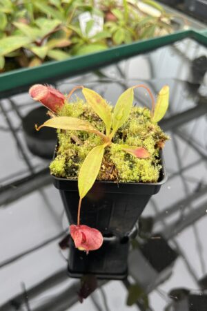 Close Up of Nepenthes rajah x flava | Borneo Exotics | BE-4604 | 20513