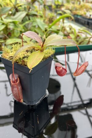 Close Up of Nepenthes rajah x gymnamphora | Borneo Exotics | BE-4575 | 20516