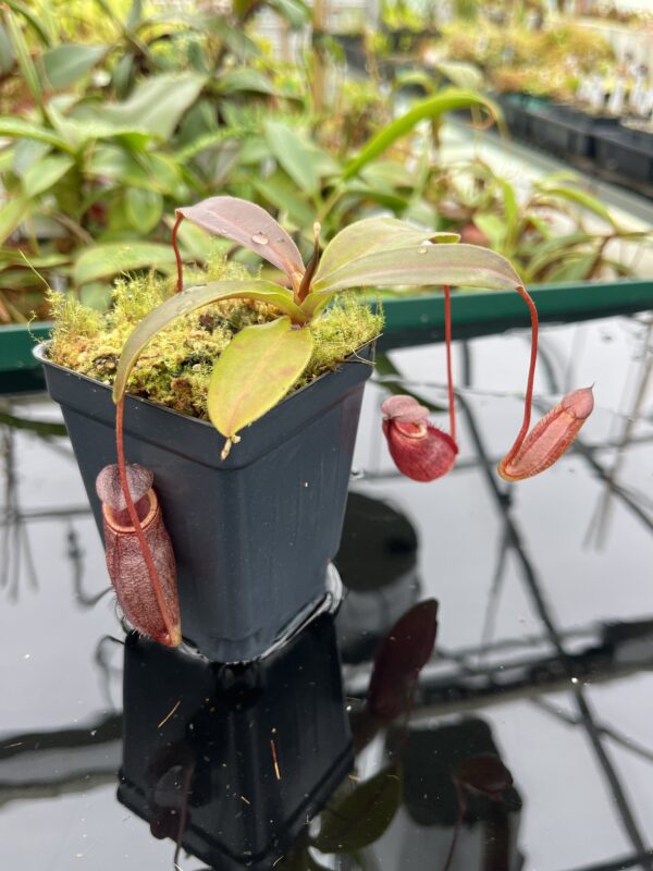 Close Up of Nepenthes rajah x gymnamphora | Borneo Exotics | BE-4575 | 20516