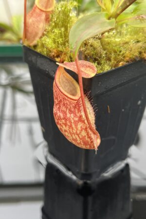 Close Up of Nepenthes rajah x gymnamphora | Borneo Exotics | BE-4575 | 20681