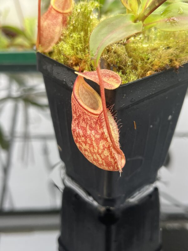 Close Up of Nepenthes rajah x gymnamphora | Borneo Exotics | BE-4575 | 20681