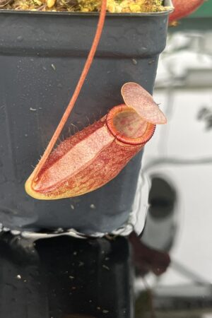 Close Up of Nepenthes rajah x gymnamphora | Borneo Exotics | BE-4575 | 20683