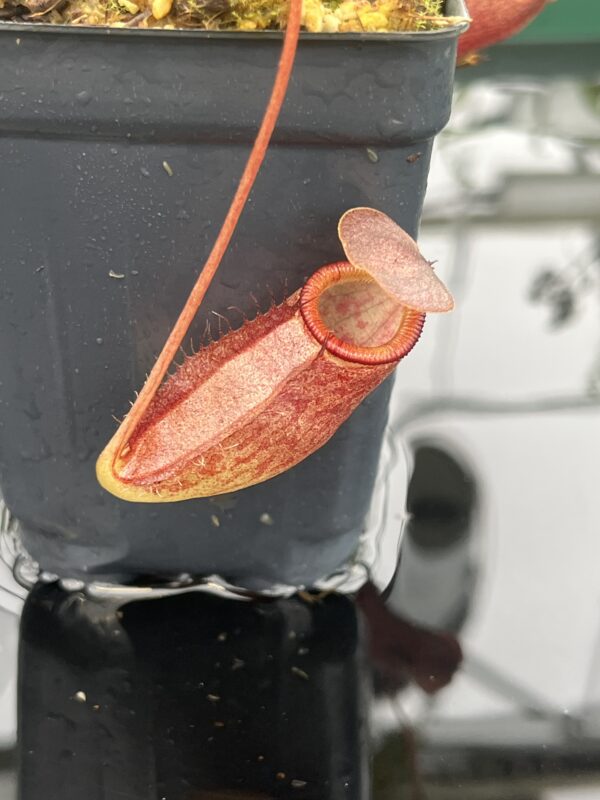 Close Up of Nepenthes rajah x gymnamphora | Borneo Exotics | BE-4575 | 20683