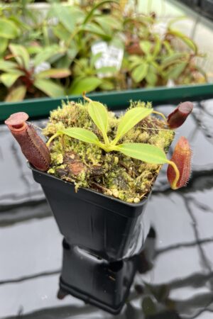 Close Up of Nepenthes rajah x lowii | Borneo Exotics | BE-4502 | 20405