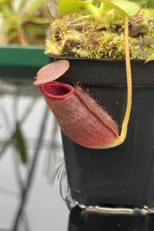 Close Up of Nepenthes rajah x lowii | Borneo Exotics | BE-4502 | 20543