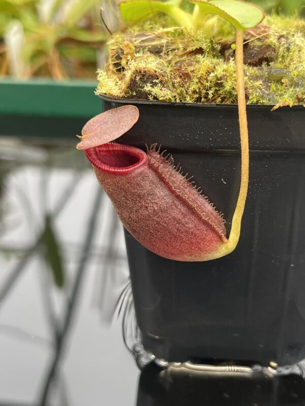 Close Up of Nepenthes rajah x lowii | Borneo Exotics | BE-4502 | 20543