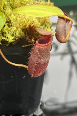 Close Up of Nepenthes rajah x lowii | Borneo Exotics | BE-4502 | 20677