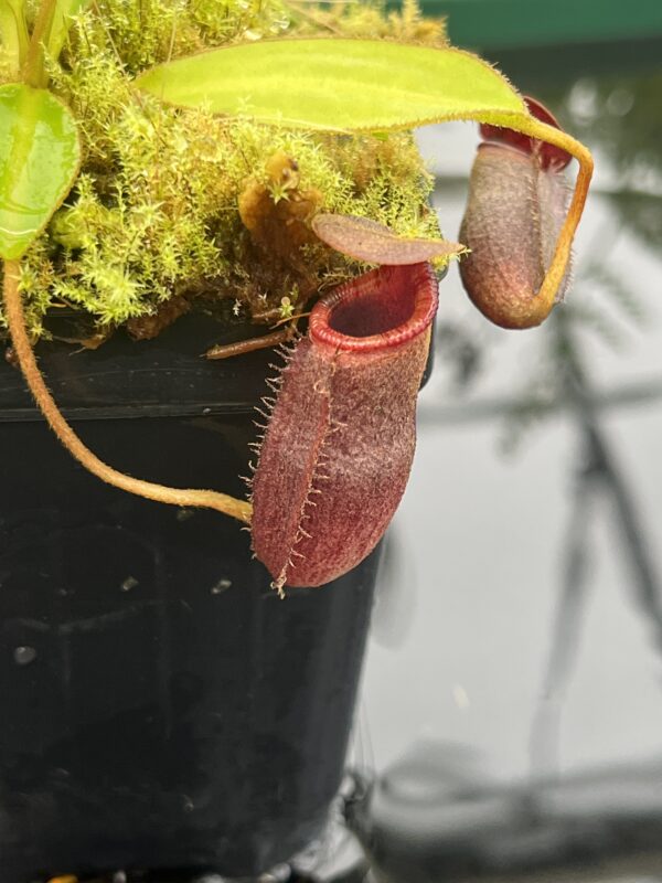 Close Up of Nepenthes rajah x lowii | Borneo Exotics | BE-4502 | 20677