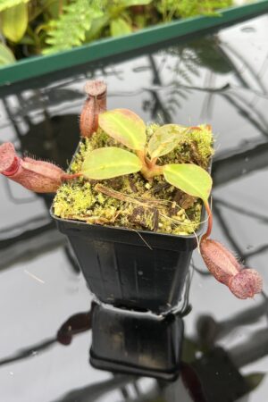 Close Up of Nepenthes rajah x robcantleyi | Borneo Exotics | BE-4019 | 20684