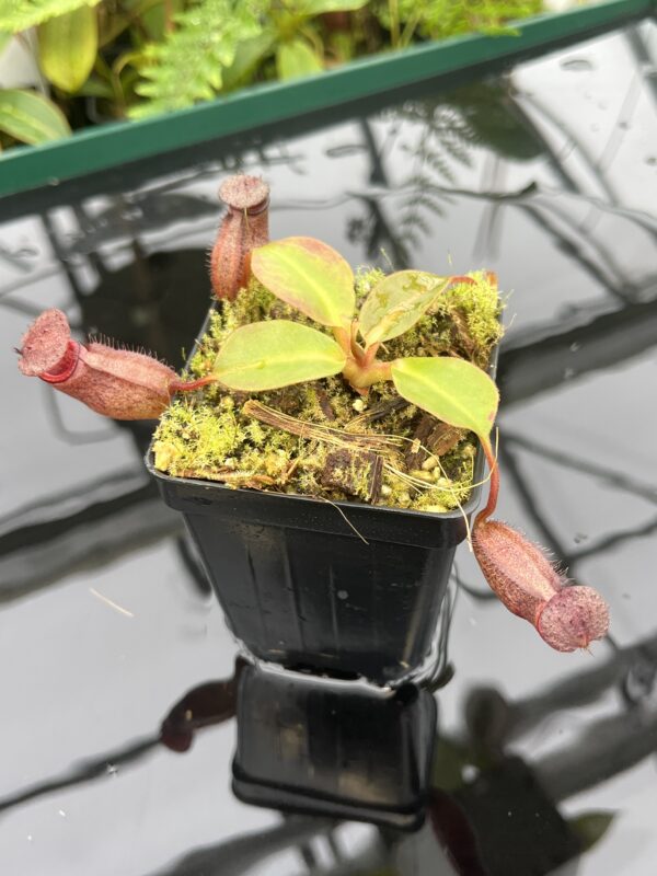 Close Up of Nepenthes rajah x robcantleyi | Borneo Exotics | BE-4019 | 20684