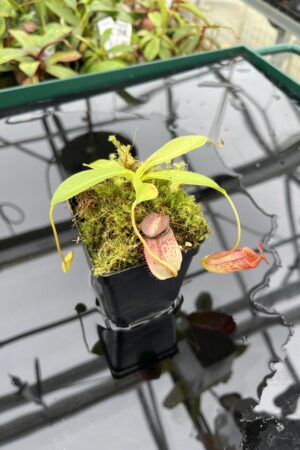 Close Up of Nepenthes rajah x tenuis | Borneo Exotics | BE-4083 | 20520