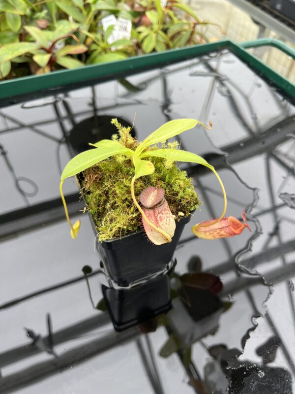 Close Up of Nepenthes rajah x tenuis | Borneo Exotics | BE-4083 | 20520