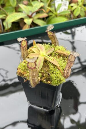 Close Up of Nepenthes ramispina x hamata | Borneo Exotics | BE-4569 | 20503