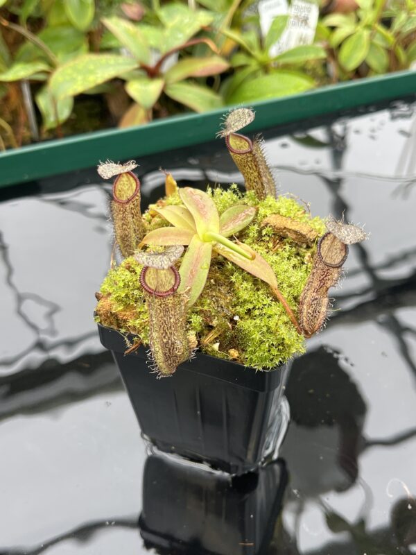 Close Up of Nepenthes ramispina x hamata | Borneo Exotics | BE-4569 | 20503