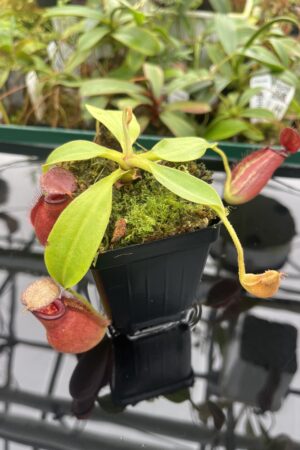 Close Up of Nepenthes robcantleyi x ampullaria | Borneo Exotics | BE-3767 | 20366